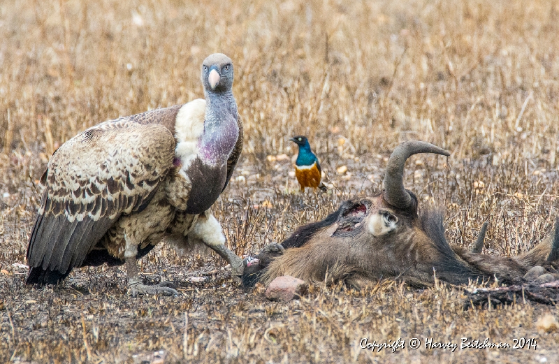 Feasting on the remains_HBB7414.jpg